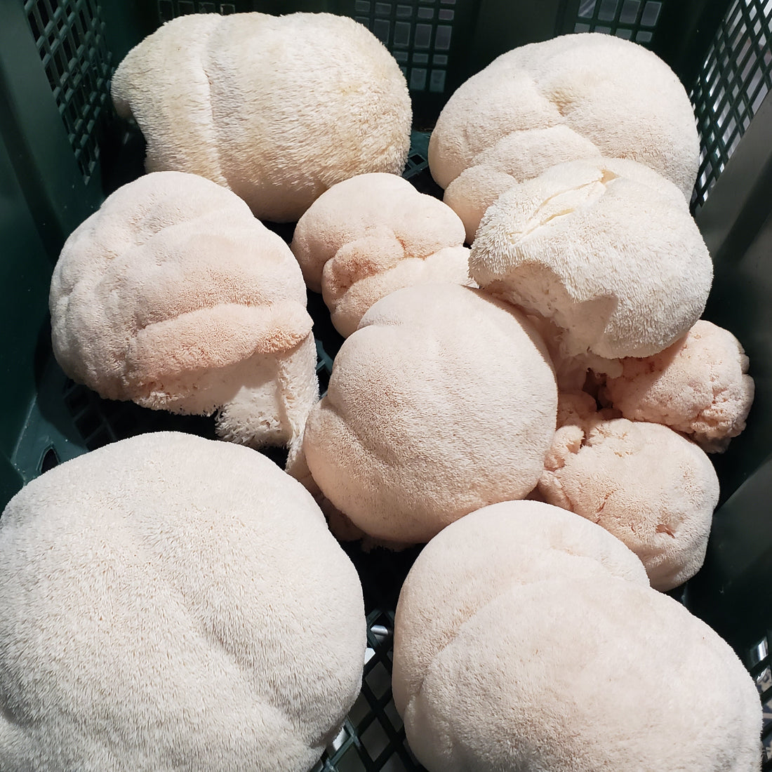 10 Science-Backed Facts About Lion's Mane