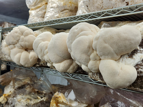 10lb Mushroom Grow Kit