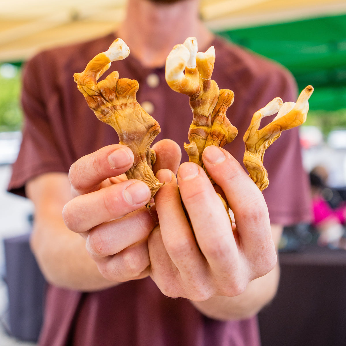 Founder holding a bundle of Reishi mushrooms