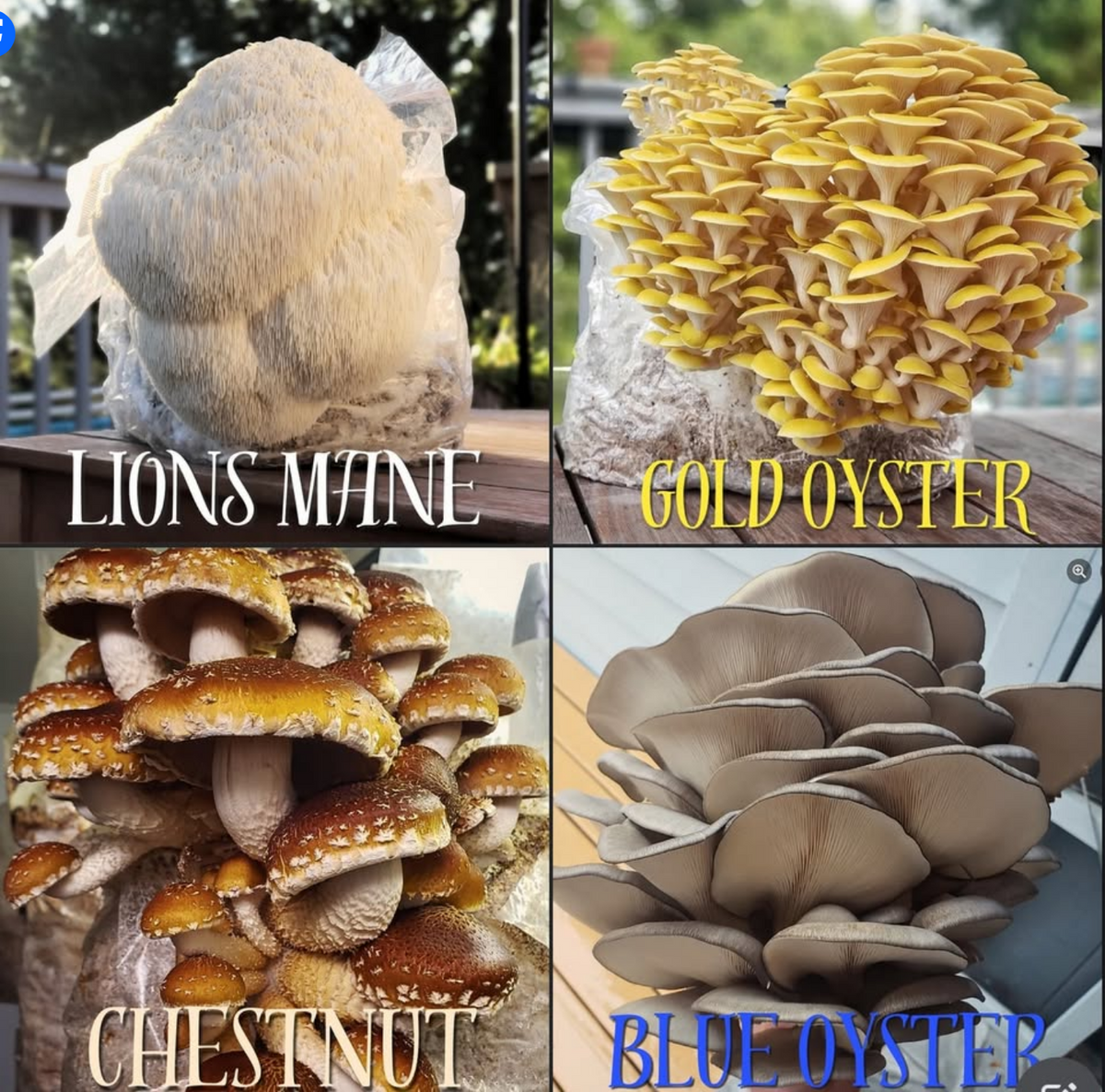10lb Mushroom Fruiting Block (Pre Orders)