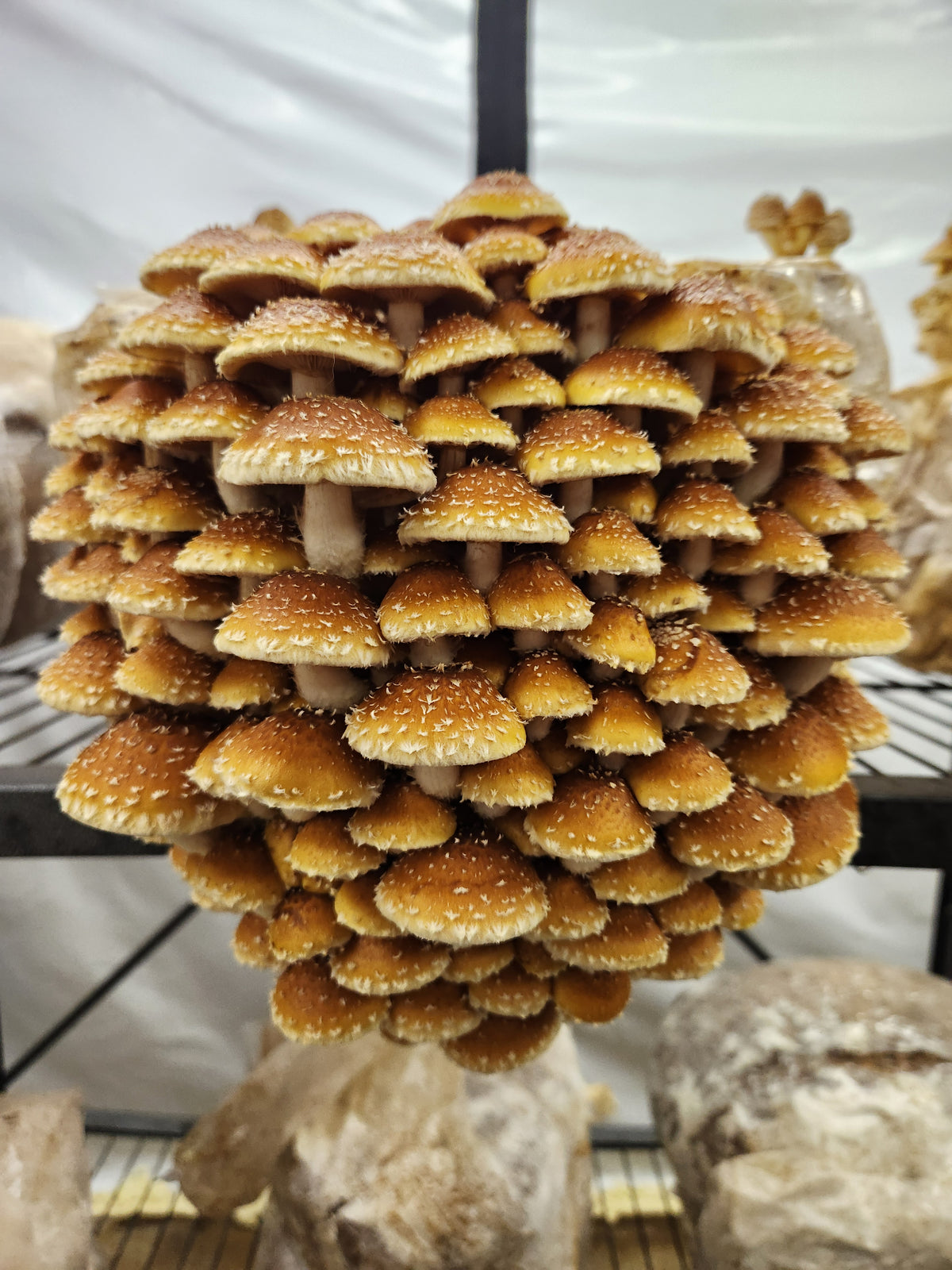 10lb Mushroom Grow Kit