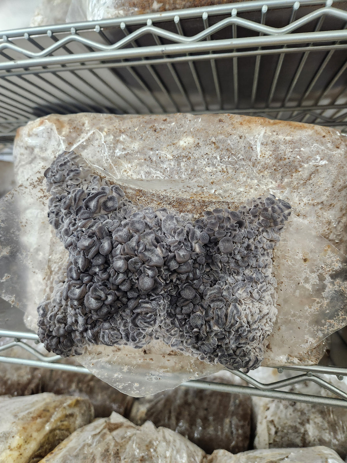 10lb Mushroom Grow Kit